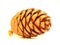 Pine cone