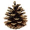 Pine cone