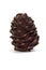 Pine-cone.