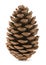 Pine cone