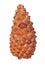 Pine cone