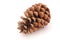 Pine cone