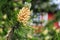 Pine cone on the background of a trd Scandinavian house