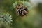 Pine cone on blue spruce