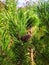 A pine cone on a branch. Coniferous trees natural background