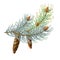 Pine cone with branch, spruce branch with a cone 10eps