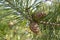 Pine cone on a branch. Young green closed pine cone on a pine tree in the wild nature in the forest. Organic herbal