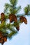 Pine Cone And Branches. Douglas fir tree with cones on the blue sky in the background