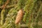 A pine cone between branches with green needles closeup