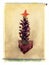 Pine-cone Christmas tree