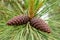 Pine Cone Closeup