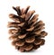 Pine cone closeup on a white. Isolated
