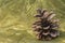 Pine-cone on a colored cloth as a background for a card