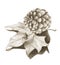 Pine cone with dried maple leaf