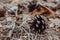 Pine cone on dry needles close up. Nature closeup. Brown pinecone macro. Autumn forest background.