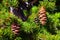 Pine cone on the evergreen pine tree branch, group on Fir, conifer, spruce close up in Utah, blurred background on a hike in the R