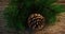 Pine cone and fir on wooden plank