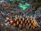 Pine cone forest floor scene Sierra Nevadas