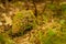 Pine cone on the ground with green moss over it