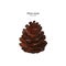 Pine cone, hand draw vector