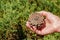 Pine cone in hand with nature background. Esoteric natural flower of life. The concept of travel and unity with nature