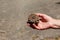 Pine cone in hand with nature background. Esoteric natural flower of life. The concept of travel and unity with nature