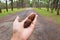 Pine cone on hand in pine tree garden,cedar cone