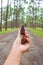 Pine cone on hand in pine tree garden,cedar cone