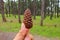 Pine cone on hand in pine tree garden,cedar cone