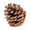 Pine Cone Isolated On White