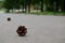 Pine cone lies on a walkway in the park where people walk