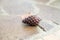 Pine cone lies on wet stone tile