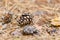 Pine cone lying on ground