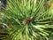 pine cone, macro