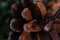 Pine cone macro, brown plates of a cone, scales in warm light of setting sun