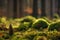 Pine cone on the mossy ground in a sunny forest - background