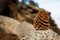 Pine Cone on palm Spring mountain