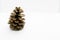 Pine cone, pine seed, pine strobilus, pineconeor pine sprocket in white background