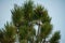 The pine cone on the pinus sibirica. Yamal