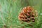 Pine Cone from Pitch Pine Tree