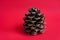 Pine cone on red background