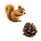 Pine cone. Red Squirrel, Sciurus Vulgaris, eating