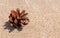 Pine cone on a sand...