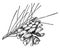 Pine Cone of Single-Leaf Pinyon vintage illustration