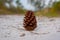 A Pine Cone Stands Alone