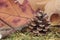 Pine cone surrounded by autumn dried fir leaves, maple leaves and branches