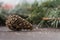 Pine cone tree snow macro concept bear