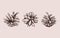 Pine cone . Vector hand drawn illustration. Isolated objects. Christmas cones set in sketch style