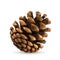 Pine cone vector illustration