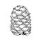 Pine cone vector illustration. Hand drawn graphic clip art of pinecone. Black line art of cedar seed. Linear drawing on